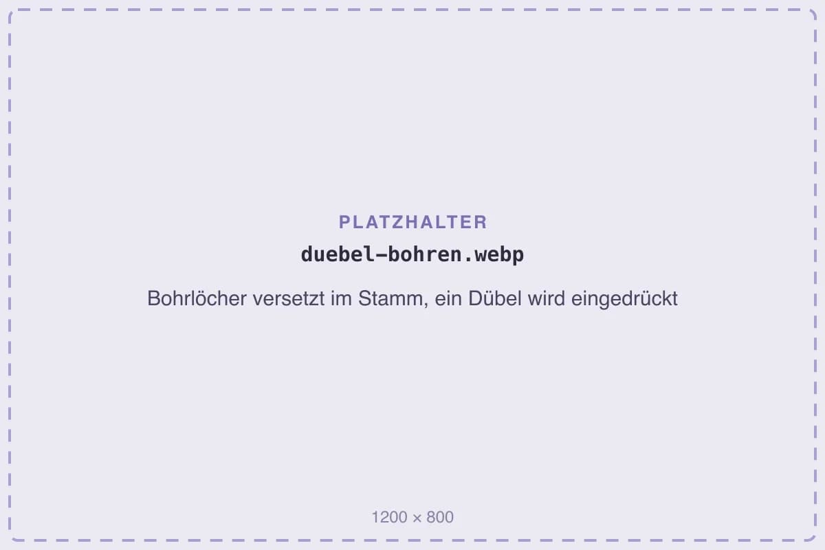 Bohrlöcher versetzt im Stamm, ein Dübel wird eingedrückt