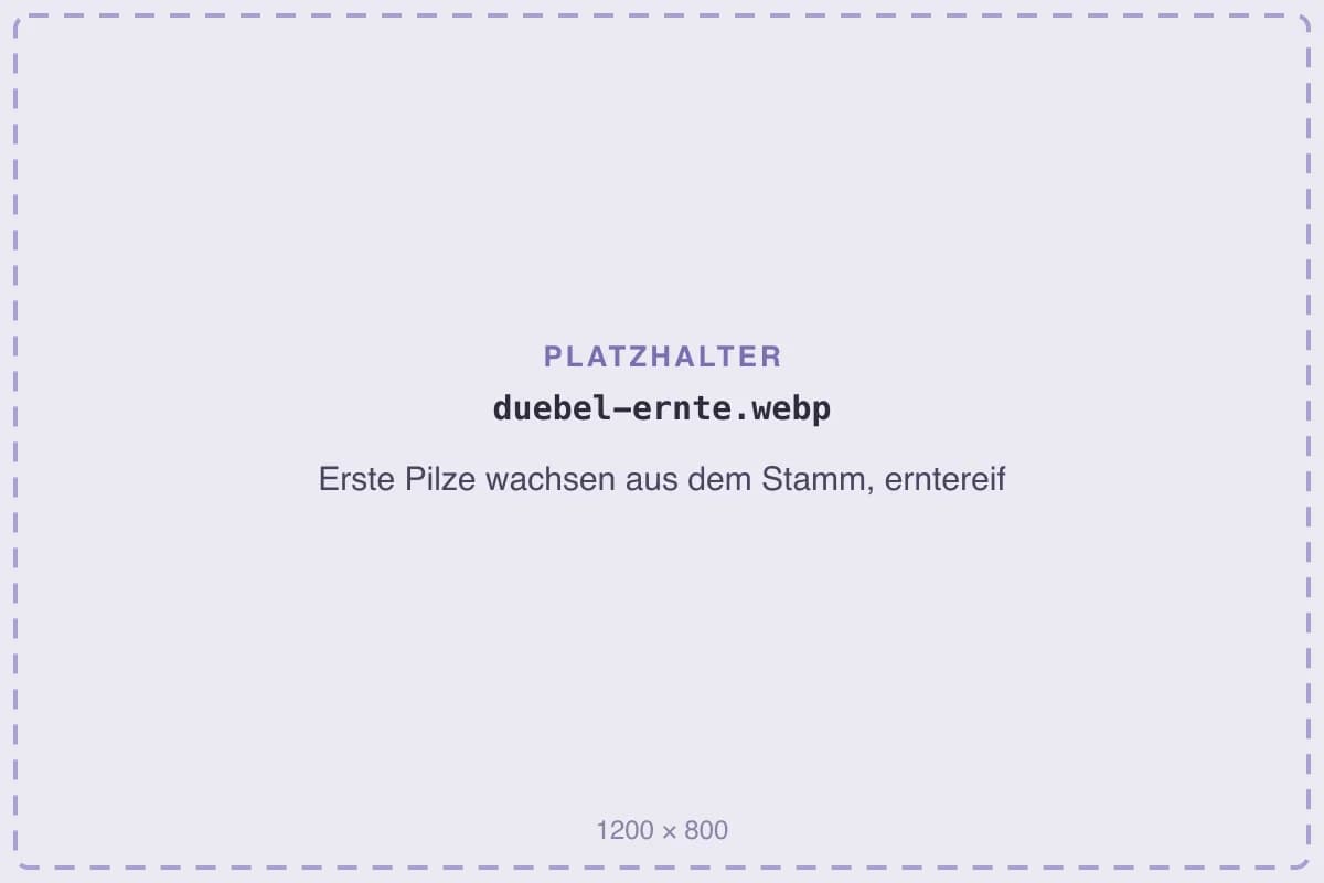 Erste Pilze wachsen aus dem Stamm, erntereif