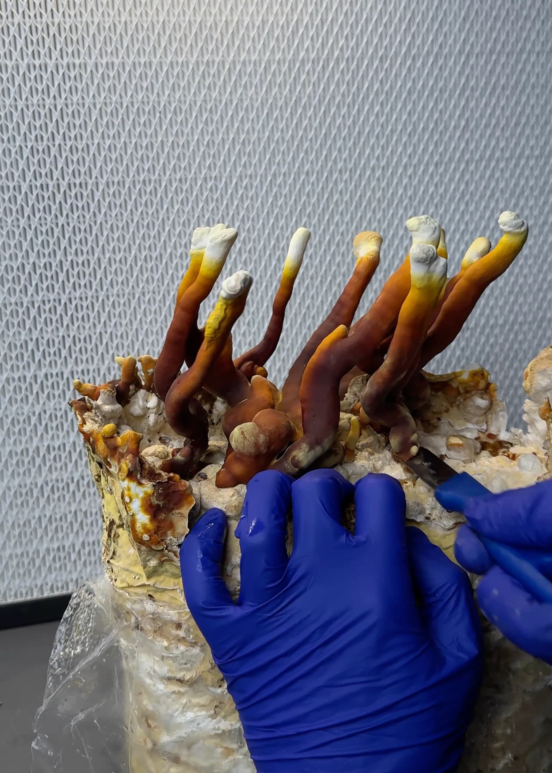 Rotbraun ausgereifter Fruchtkörper ohne hellen Wachstumsrand