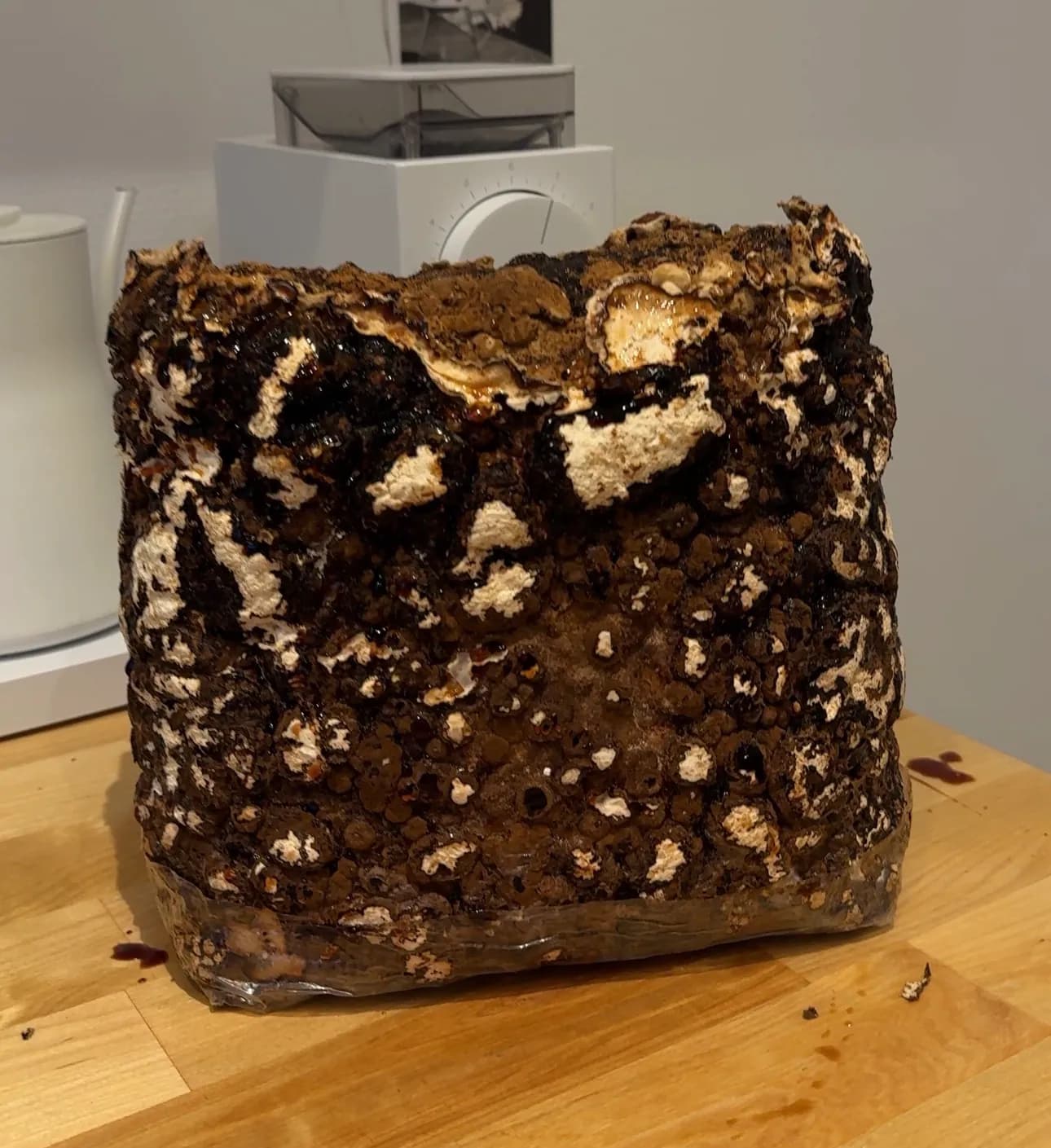 Shiitake-Block ohne Beutel mit brauner, lederartiger Kruste