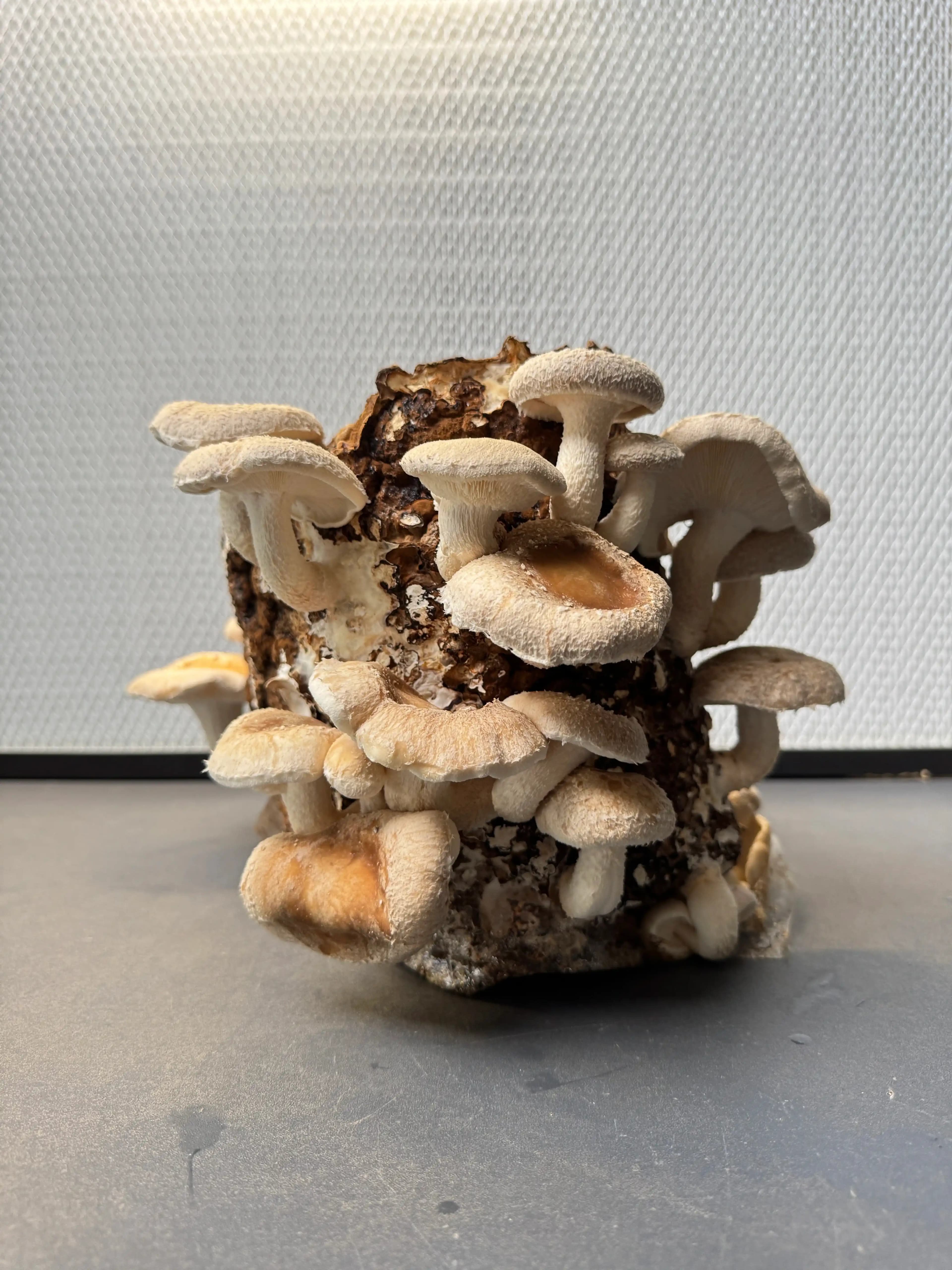 Erntereifer Shiitake, Hutrand noch leicht eingerollt