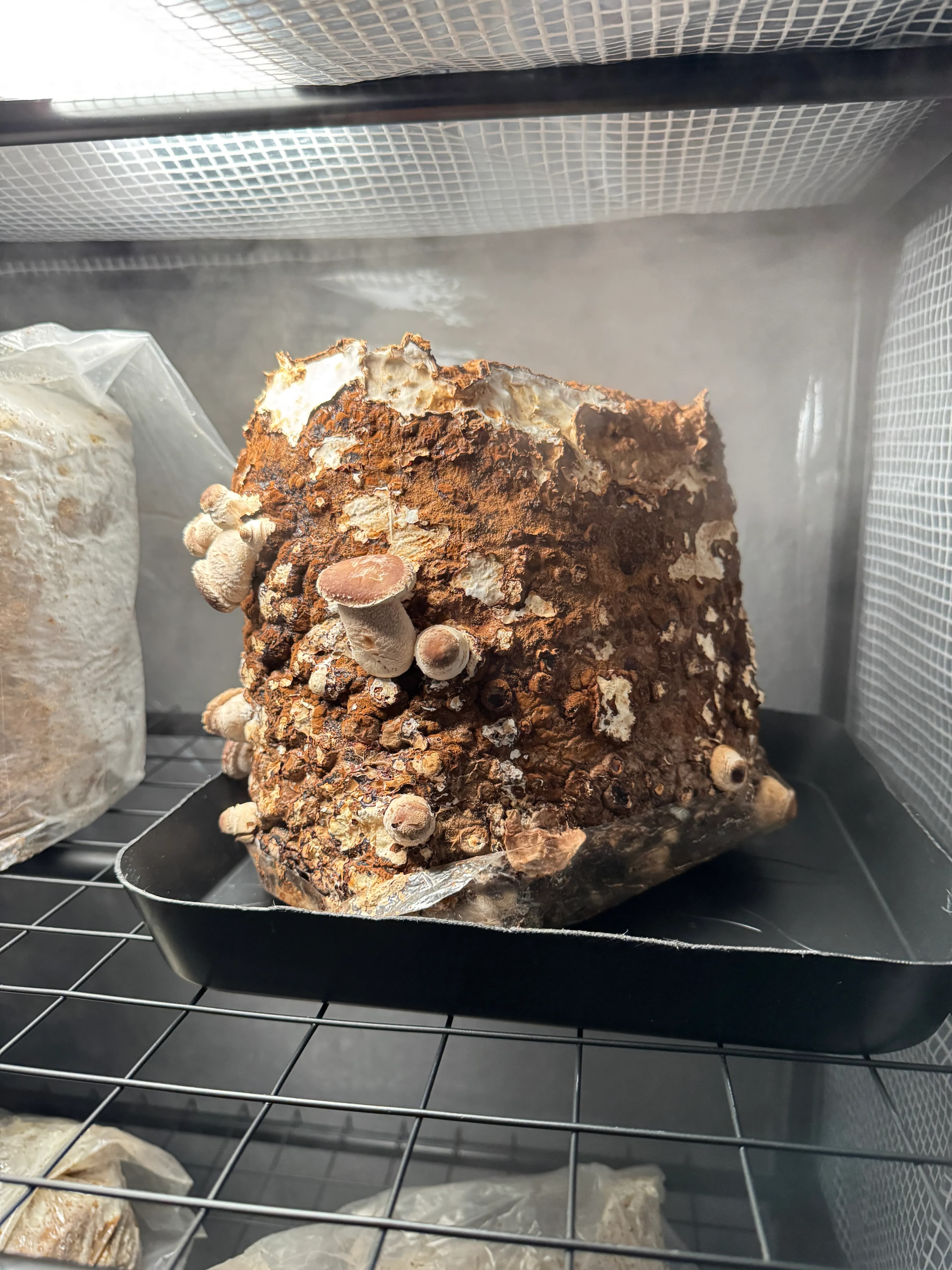 Erste Shiitake-Ansätze auf der Blockoberfläche